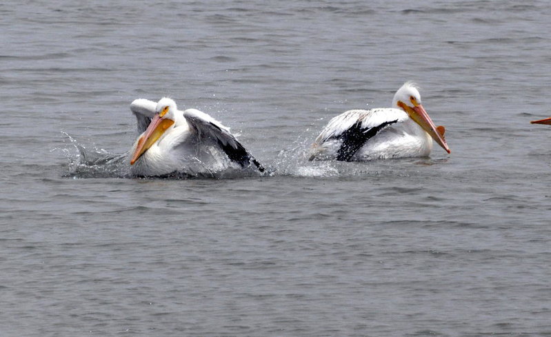 White Pelicans.jpg