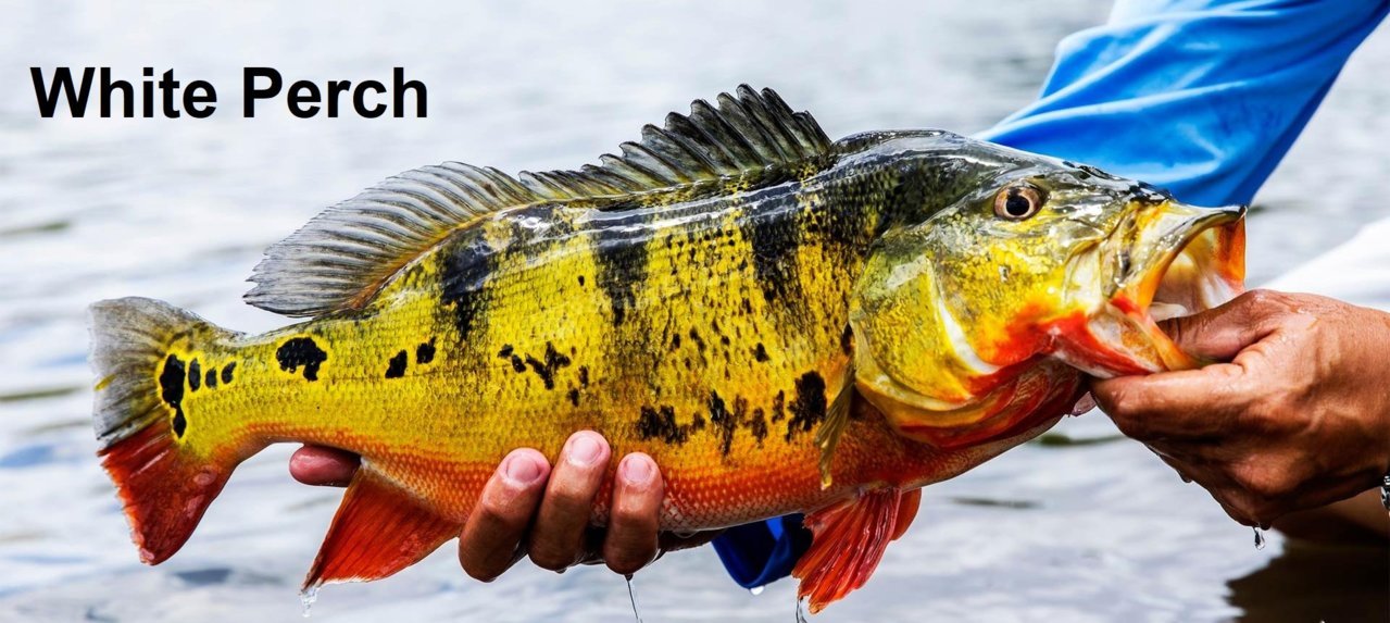 white perch.jpg