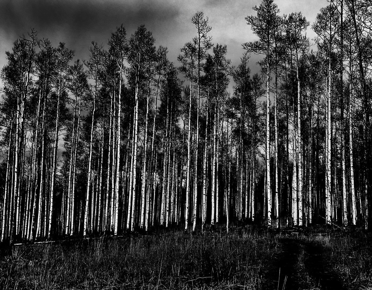 white river natl forest 10,500 ft Rifle CO.jpg