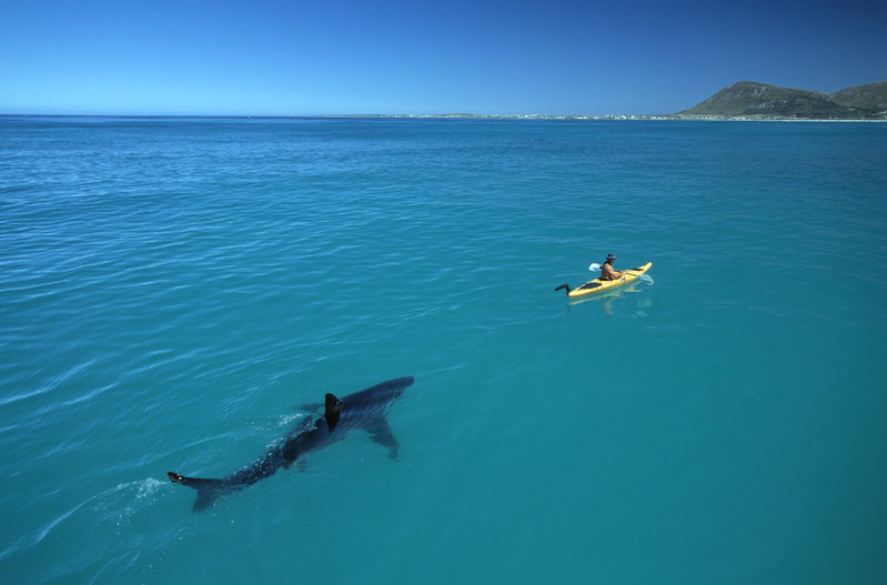 White+Shark+Kayak++140+MB+Scan+b©Thomas+P_+Peschak.jpg
