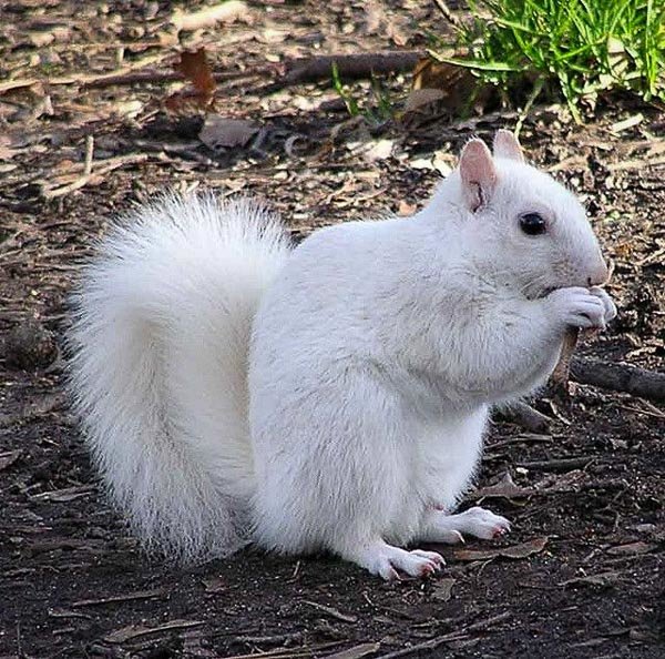 White-Squirrel.jpg