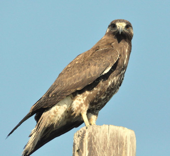 white-tail hawk 3.jpg