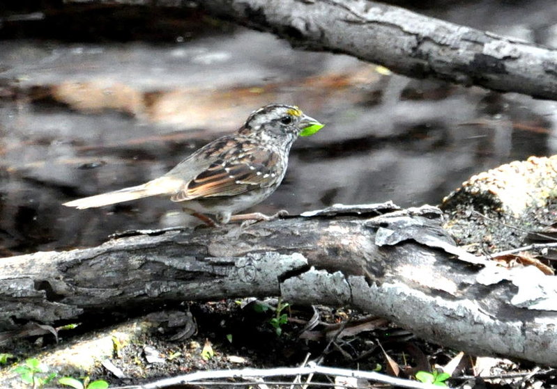 White throated Sparrow.jpg