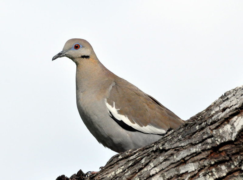 White winged Dove.jpg