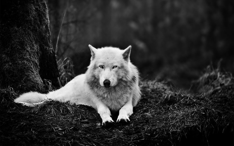 white-wolf-animals (1).jpg