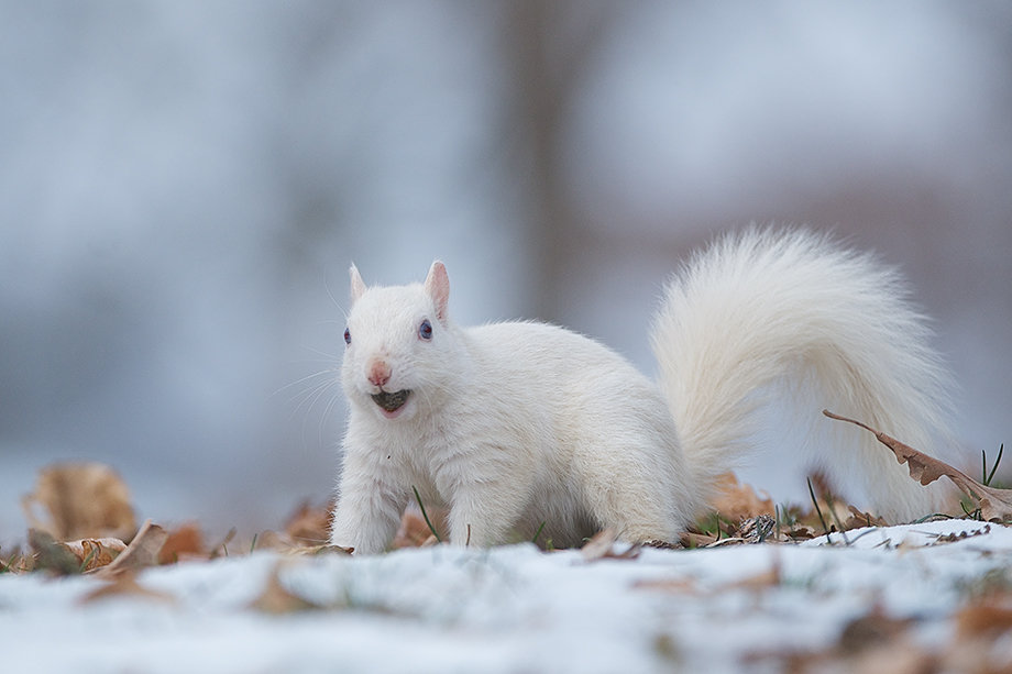 white_squirrel_1b.jpg
