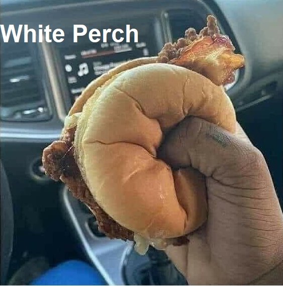 whiteperch2.jpg