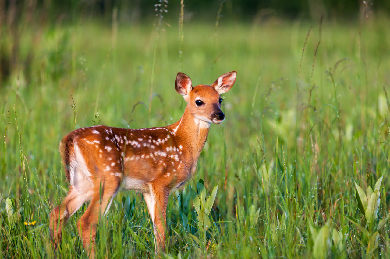 Whitetail-Fawn-3895-Edit.jpg