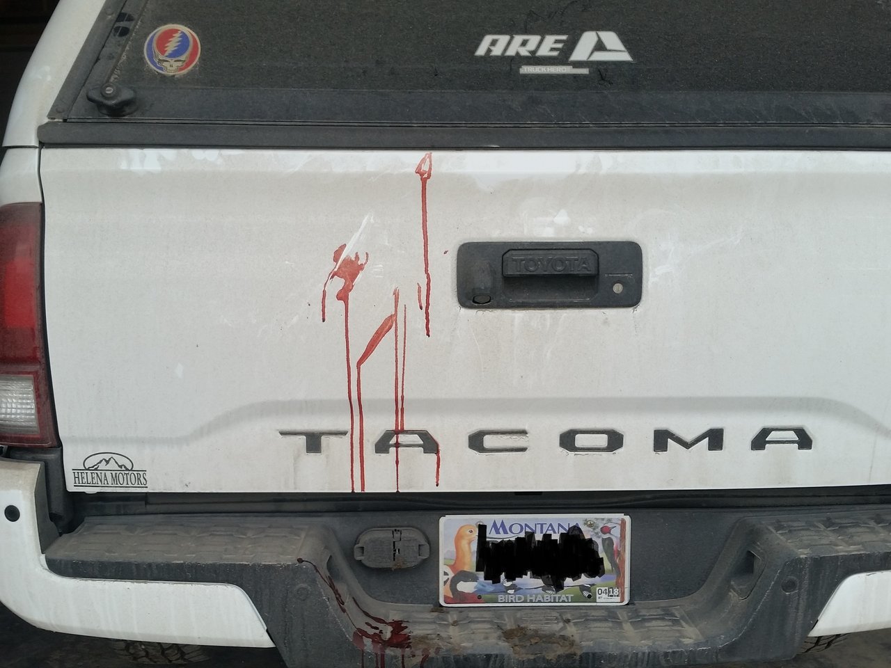 Whitetail from home-blur.jpg