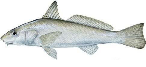 Whiting_2e5742abe78135be6da45ca76c1a3db8992e6a3d.jpg