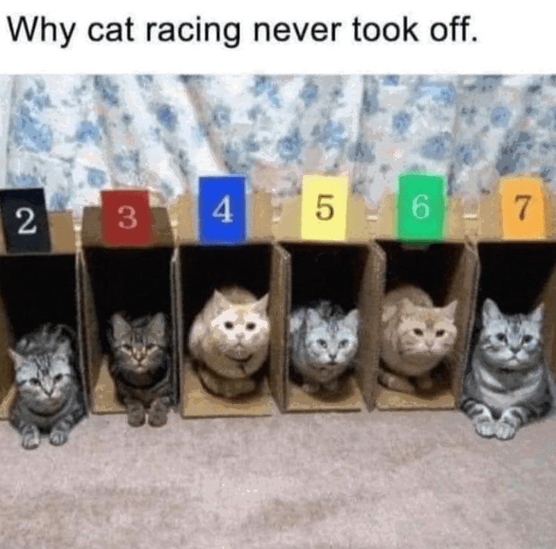 why-cat-racing-never-took-off-2-3-4-5-6-7.png