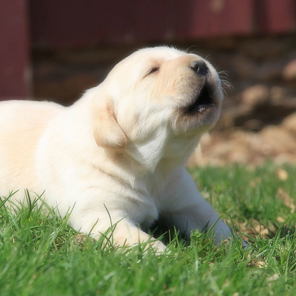 why-do-dogs-howl-05.jpg