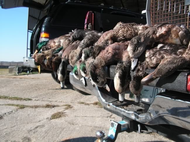 widgeon_4155d1bab0f567f56141c6167d7bd8ed34c34f11.jpg