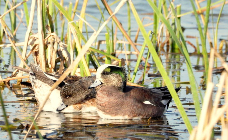 wigeon pair.jpg
