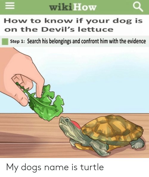 wikihow-how-to-know-if-your-dog-is-on-the-63960490.jpg