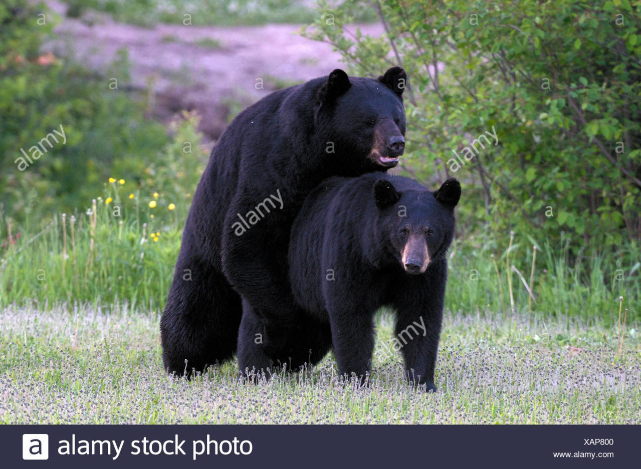 wild-american-black-bears-ursus-americanus-mating-northern-ontario-canada-XAP800.jpg