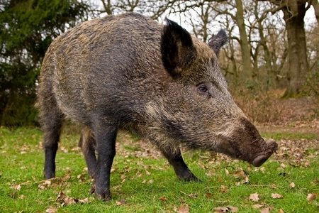 wild-boar-kent[1].jpg