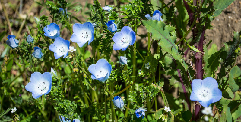 wildflowers.jpg
