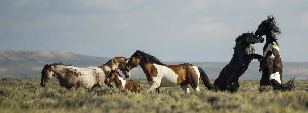WildHorses_mlorden_zps172d2fca_4804addc4a80f4b0e71f1786c2193f171880ce48.jpg