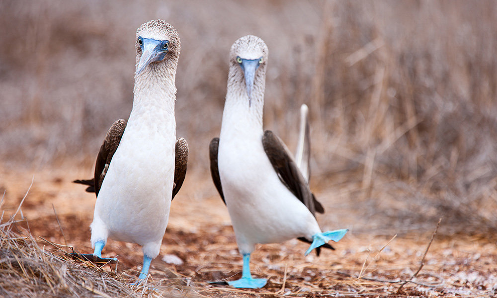 Wildlife-BFB_1000x600.jpg