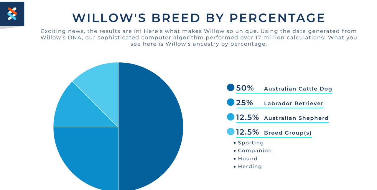 Willow's DNA breeds.jpg