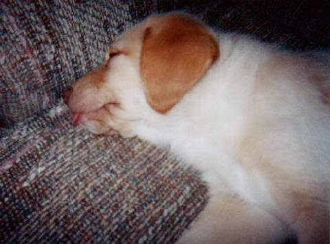 wilson_44_840a8248eeb1b8e93631e76fcff12bef46dd78f4.jpg