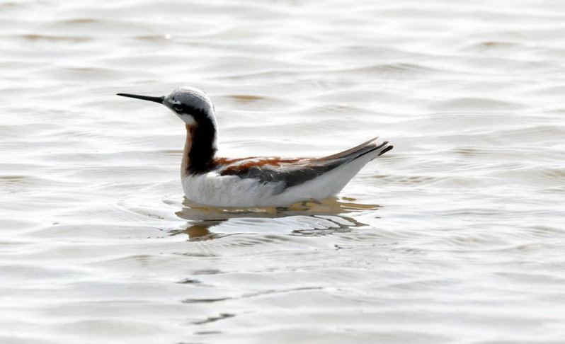 Wilson's Phalarope 2.jpg