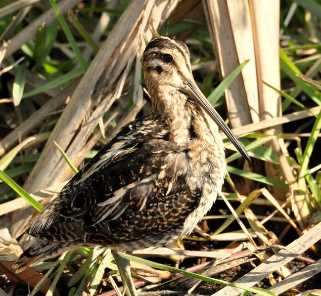 Wilson's Snipe.jpg