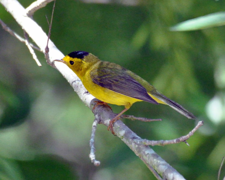 Wilson's Warbler 2.jpg