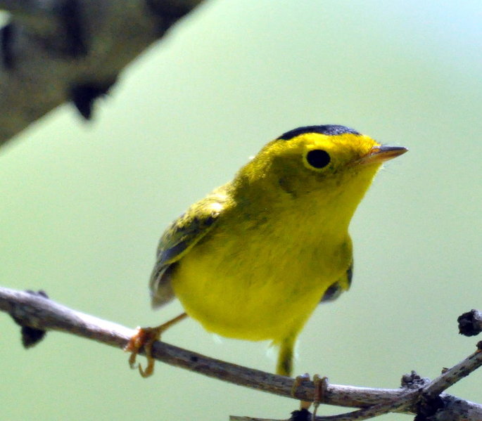 Wilson's Warbler.jpg