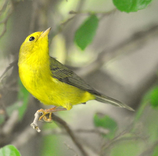 Wilsons Warbler.jpg
