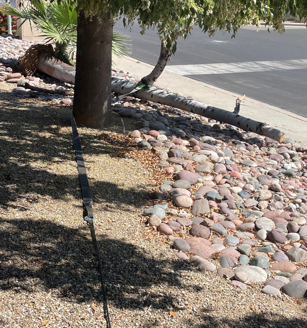 Winching Bottle Tree 2022-04-14.jpg