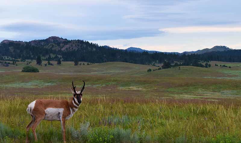 windcave_pronghorn.jpg