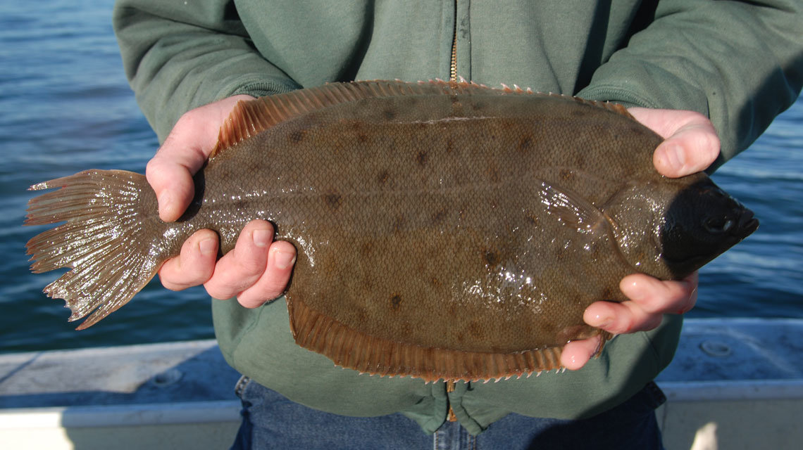 Winter-Flounder.jpg