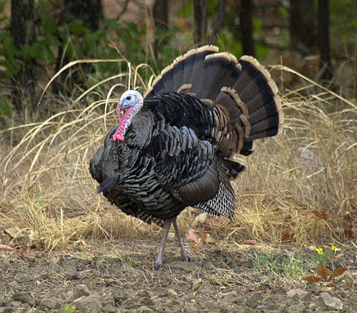 wldturkey.jpg