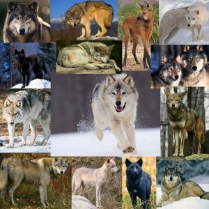 wolf-collage-copy1.jpg