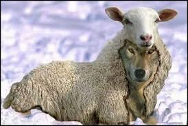 Wolf-in-Sheeps-Clothing.jpg
