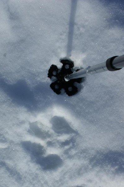 wolf track.jpg