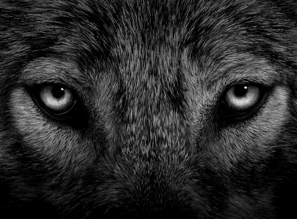 wolf_close.jpg
