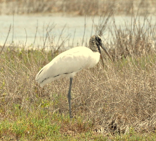 Wood Stork.jpg