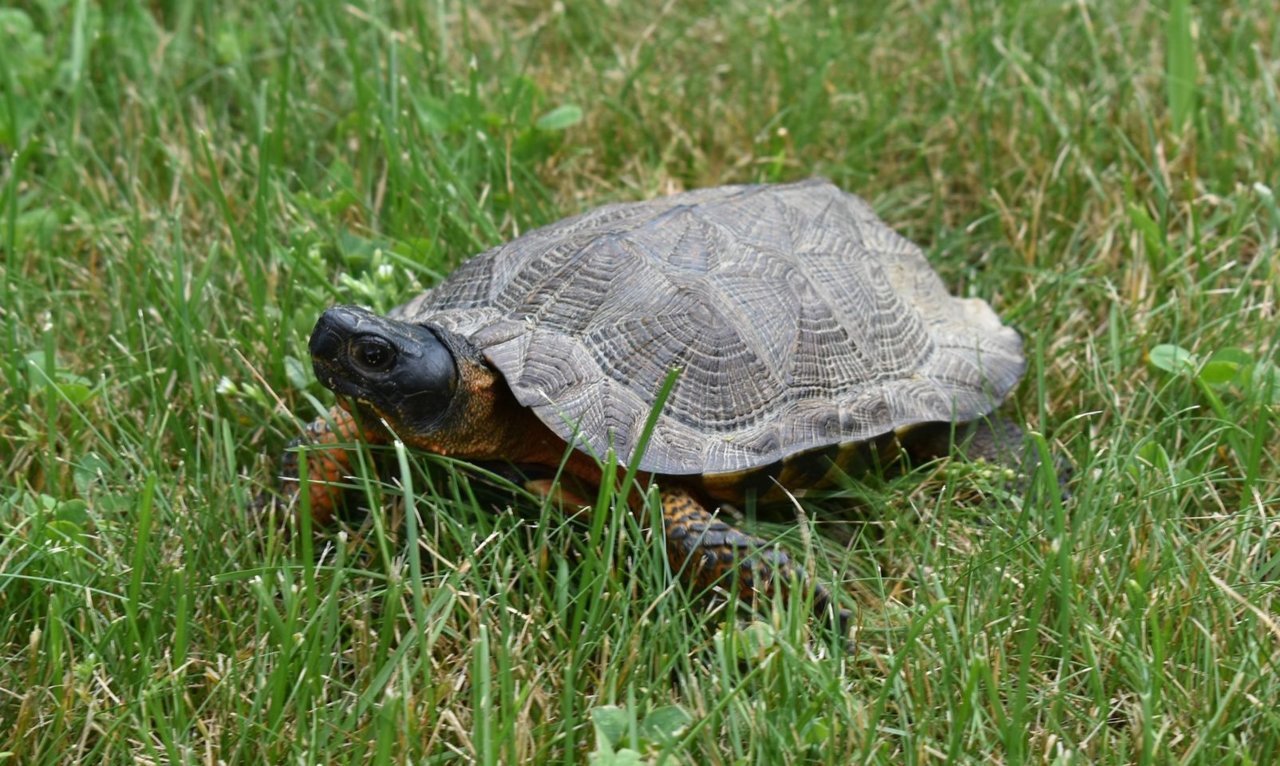 Wood turtle.jpg