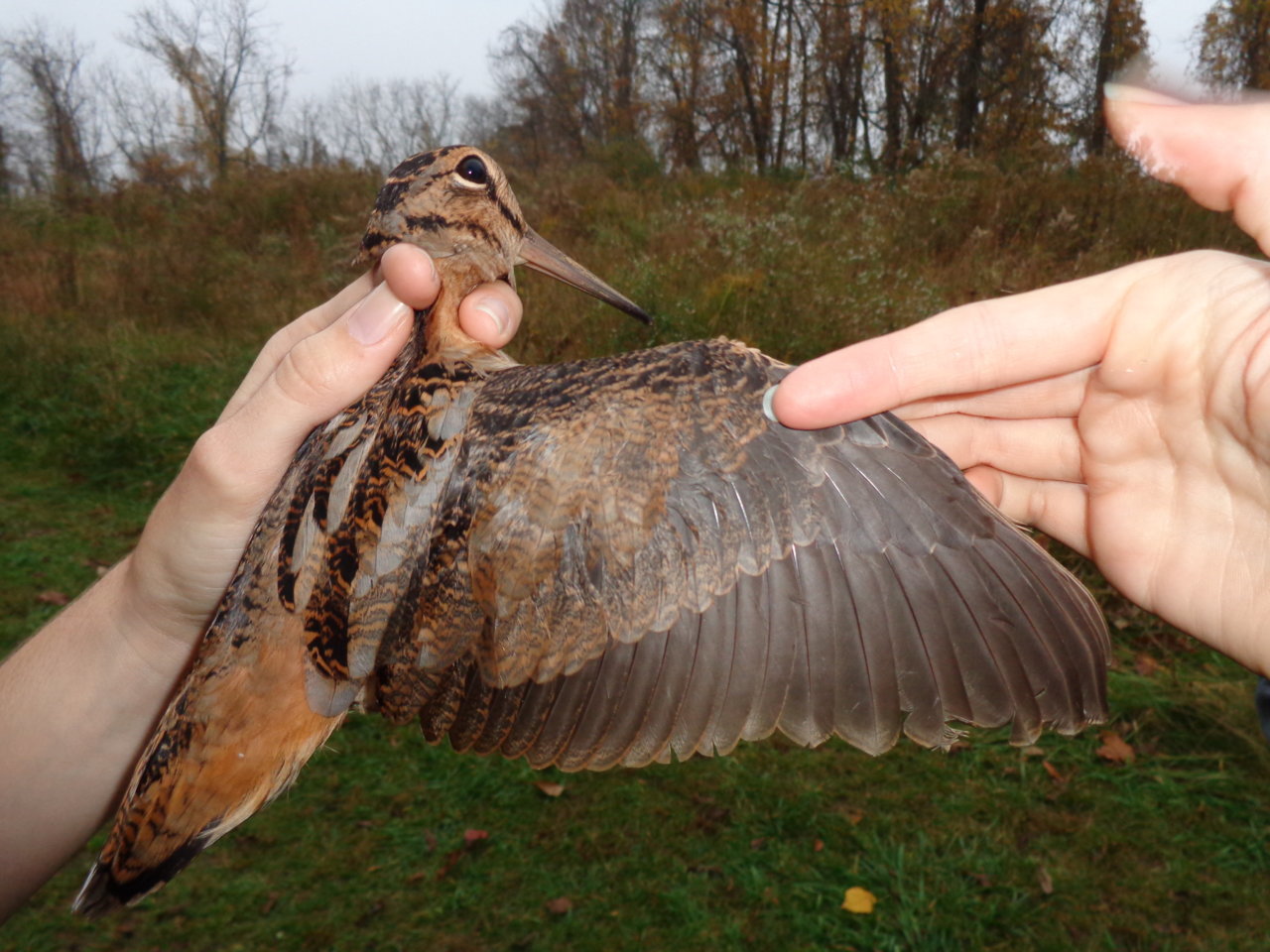 woodcock.jpg