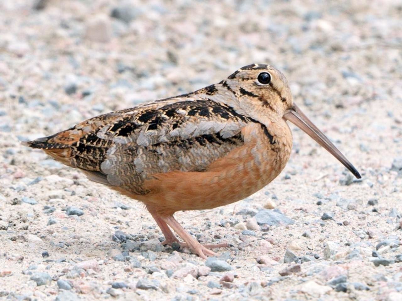 woodcock.jpg