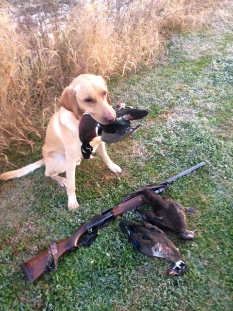 woodduck.jpg
