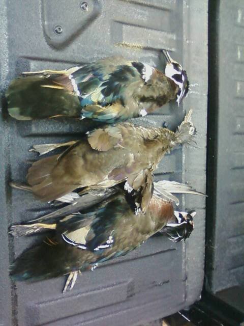 woodducks_e2d1c7868484d9a143d8b3e80221a0840afaae36.jpg