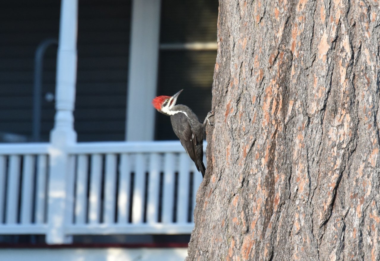Woodpecker right side profile resized jpeg.jpg