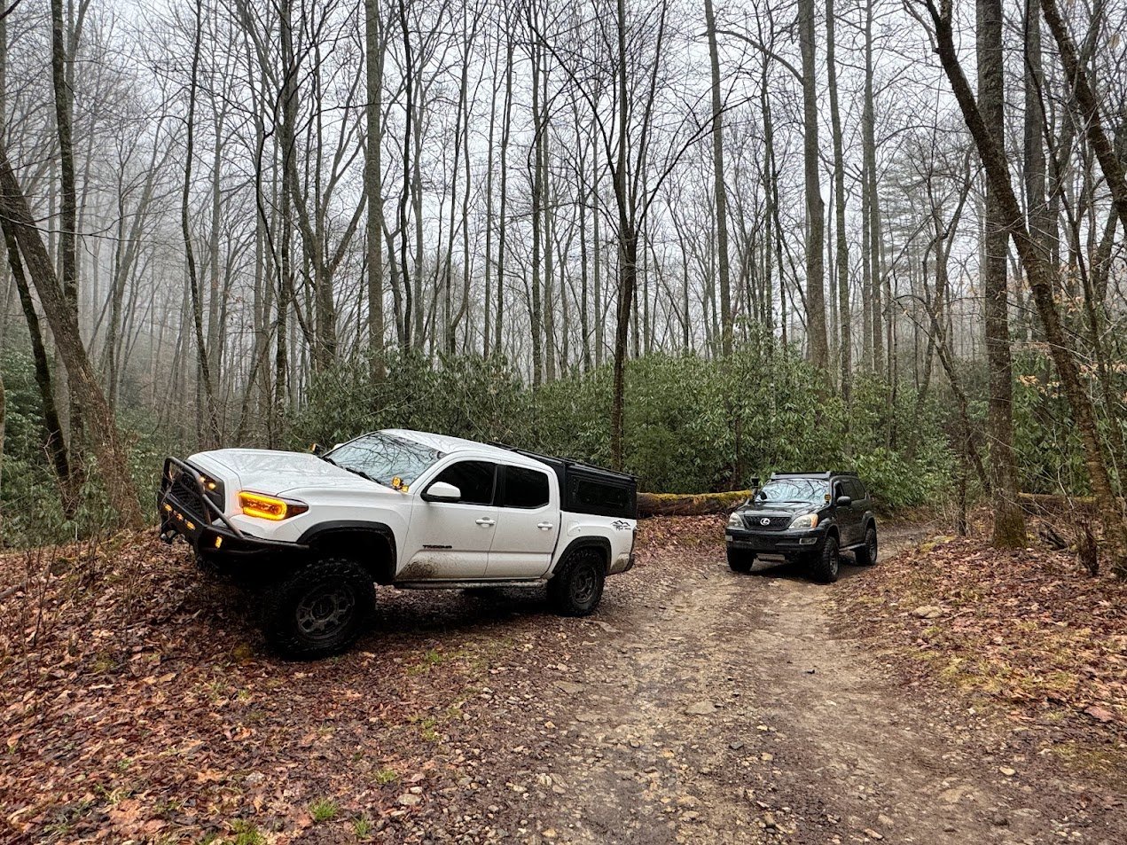 woods2.jpg