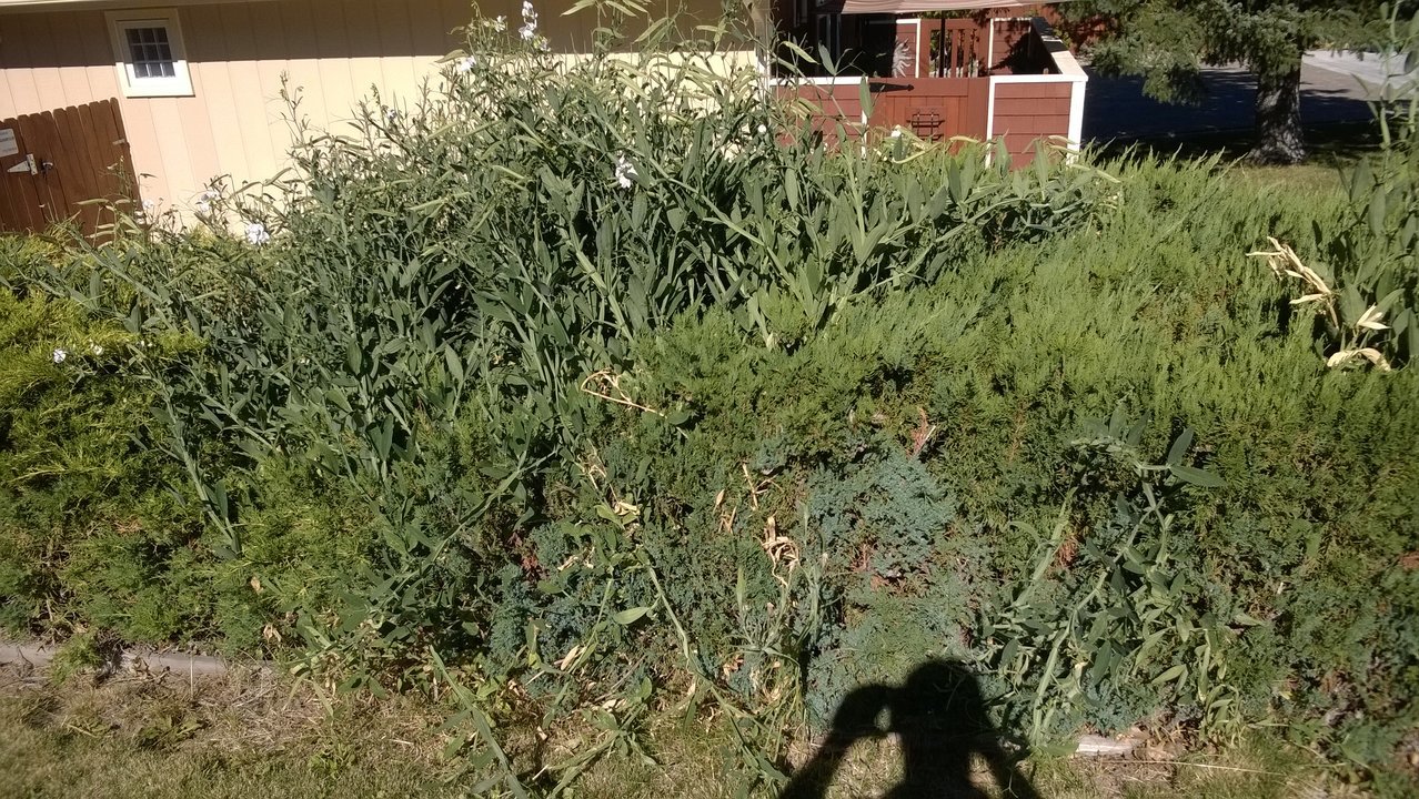 WP_20170717_001.jpg