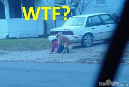 WTF_d5d89ab86967e63ee00fcea62b041bfc82cdcb01.jpg
