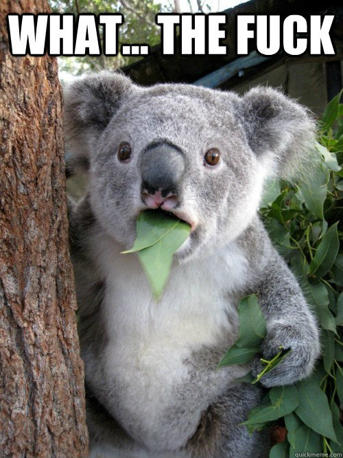 wtfkoala.jpg